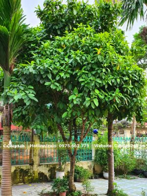 Cây Dâu Da Đất trồng trước sân nhà