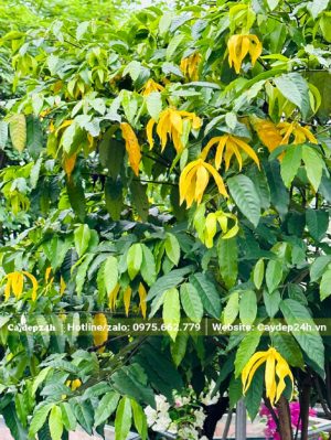 Hoa Dẻ Thơm nở rộ vàng rực trên cây
