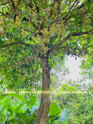 Cây Dâu Da Đất công trình đường kính thân 18 - 20cm