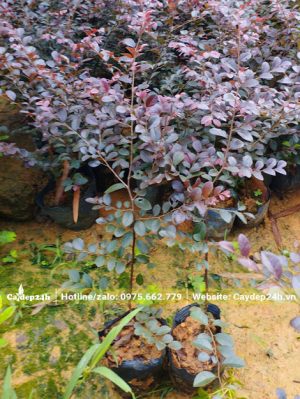 Cây giống Hồng Phụng đường kính gốc chưa được 1cm
