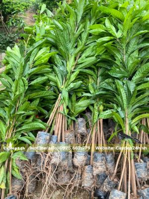 Cây giống Trứng Gà nguyên bầu