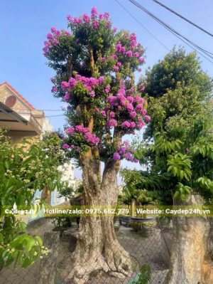 Chiều cao cây hơn 4m, hoa nở nhiều, bông to, màu hồng phá chút tím ấn tượng