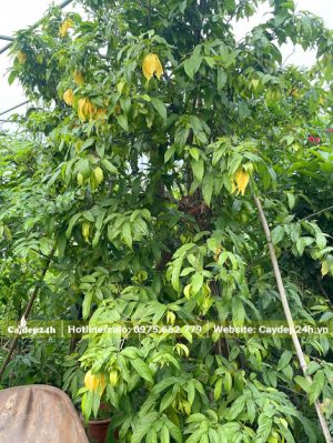 Cây Hoa Dẻ cổ thụ cao hơn 3m, đường kính gốc 7 - 9cm