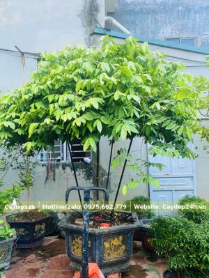 Di chuyển chậu Cây Hoa Dẻ lâu năm vào vị trí trước sân cho khách hàng