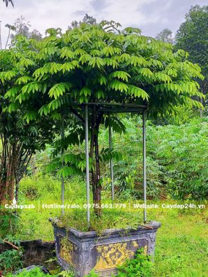 Dẻ Thơm thoát thân 1m, tán dù đẹp