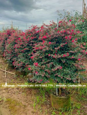 Dãy cây hoa Hồng Phụng thoát thân 50cm, tán đẹp