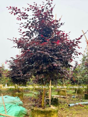 Hồng Phụng lâu năm thân tree đang ra đọt mới