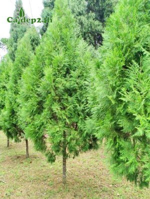 Hàng cây hoàng đàn công trình cao 2m