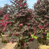 Cây Hồng Phụng đỏ lá tím cao gần 2m