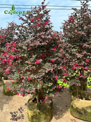 Cây Hồng Phụng đỏ lá tím cao gần 2m