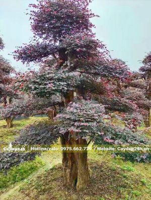 Cây Hồng Phụng cổ thụ gốc lớn, vanh 110