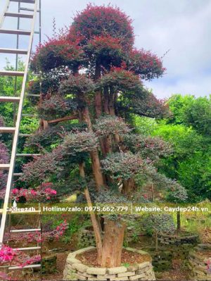 Hồng Phụng bonsai cổ thụ cao hơn 2m
