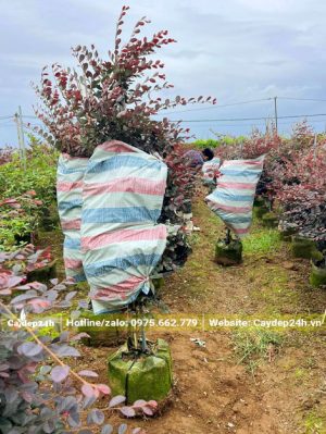 Dùng bạt bó gọn cành lá Hồng Phụng trước khi vận chuyển để tráng gãy dập