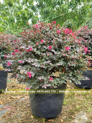 Cây Hồng Phụng nhỏ tán tròn để trồng trước nhà