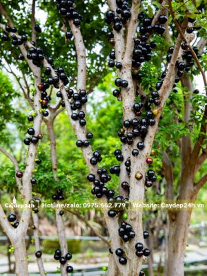 Quả chín đen bám đầy trên thân gỗ và cành