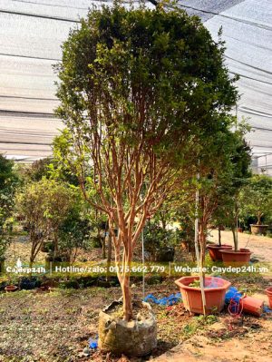 Cây nho thân gỗ thường cao khoảng 3m