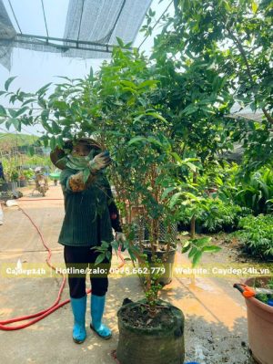 Nho Thân Gỗ thường chiều cao khoảng 2m