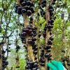 Cây Nho Thân Gỗ có quả chín đen, bám đầy thân cành