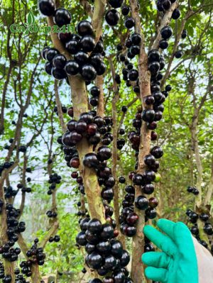 Cây Nho Thân Gỗ có quả chín đen, bám đầy thân cành