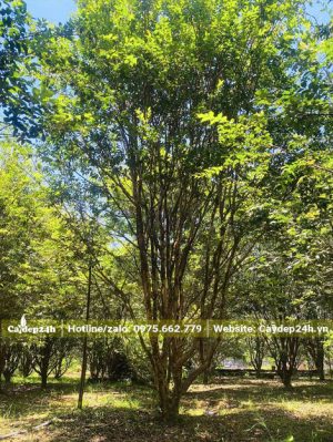 Vườn cây nho thân gỗ đánh thẳng chiều cao hơn 4m