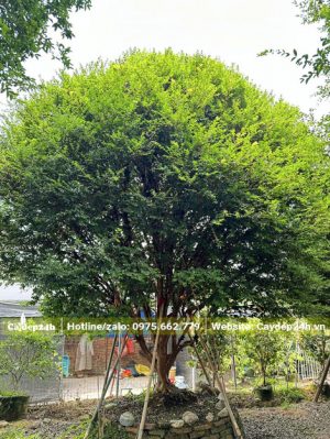 Nho thân gỗ cổ thụ tán tròn đẹp, chiều cao hơn 2m