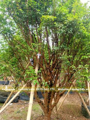 Chống cọc tre để cố định cây nho thân gỗ dâm ủ đường kính gốc hơn 15cm