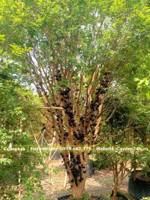 Cây Nho Thân Gỗ lâu năm quả đang chín chuẩn bị thu hoạch