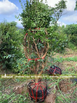 Cây Nho mỹ thân gỗ mới bứng cao hơn 1m