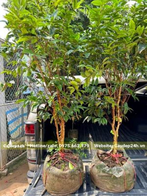 Cây trồng trong bầu từ nhỏ, là giống nho thân gỗ tứ quý