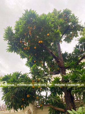 Cây Trứng Gà công trình đến mùa quả chín