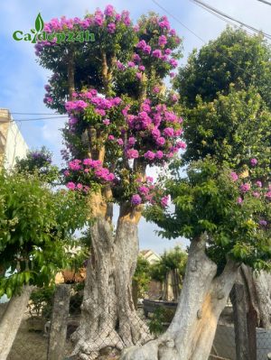 Săng Lẻ ghép Tường Vi thái hoa nở đều và đẹp