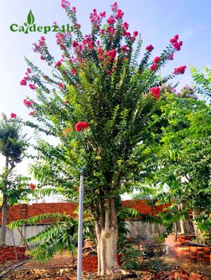 Ghép hoa Tường Vi màu hồng đỏ trên gốc săng lẻ đường kính 25cm