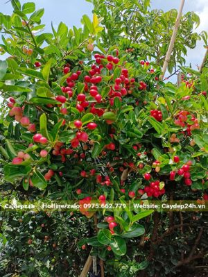 Quả cây Siro chín đỏ