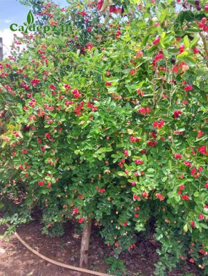 Vườn cây Siro cổ thụ, cao hơn 2m