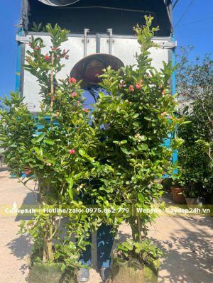 Công nhân nhà vườn đang đưa những cây Siro cao 1m5, thuần bầu lên thùng xe tải