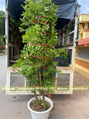 Xếp cây Siro lớn cao 2m lên xe