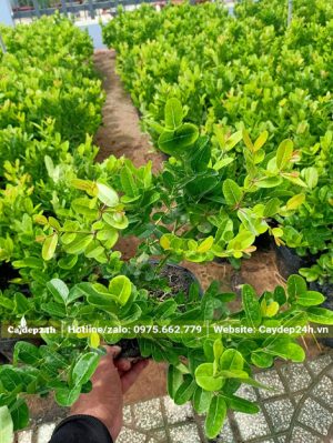 Cây giống siro chất lượng cao 40cm