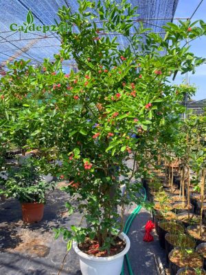 Chậu cây Siro lớn chiều cao hơn 2m