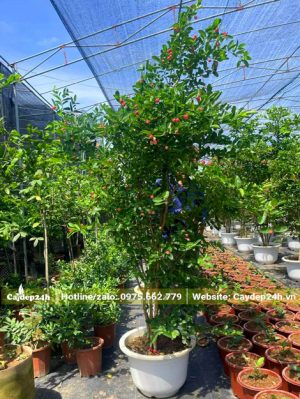 Cây Siro bụi lớn trồng trong chậu, chiều cao hơn 2m