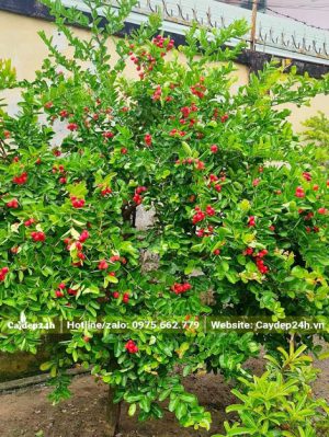 Cây Siro cao hơn 1m, tán đẹp, quả chín đỏ rực