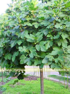 Cây Sung Mỹ lâu năm trồng trong sân vườn