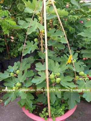 Trồng và làm giàn cho cây Sung Mỹ