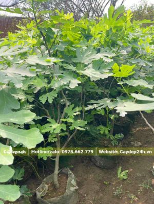 Cây Sung Ngọt Mỹ cao 1m
