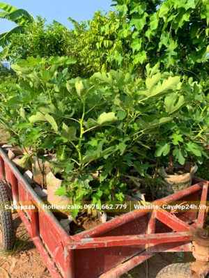 Thu hoạch những cây Sung Mỹ cao hơn 50cm để giao cho khách