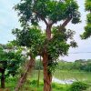 Cây Trứng Gà công trình đã dâm ủ kỹ