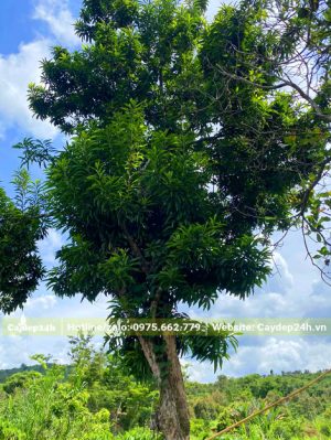 Cây Trứng Gà hàng chục năm tuổi cao 6 - 7m