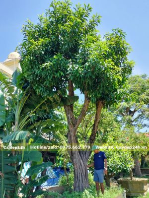 Cây Lòng Đỏ Trứng Gà cổ thụ đẹp