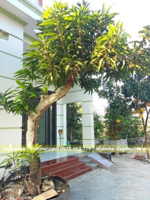 Cây kiểng Trứng Gà trồng trước sân nhà