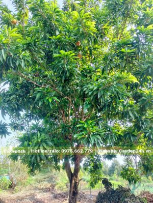 Tán lá rộng, xanh thẫm, chiều cao khoảng 5 - 7m