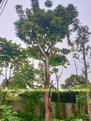 Cây Trứng Gà sẵn quả, chiều cao 7m